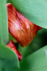 tulip macro