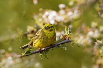 Yellowhammer sitting on the flowering twig. Emberiza citrinella. Song bird in the nature habitat.