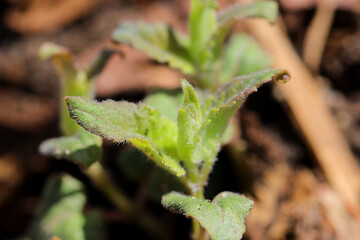 Nahaufnahme der seltenen Naturheilpflanze: Wilde Indianernessel - mit Textfreiraum