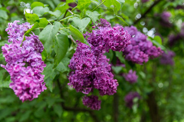 lilac flowers in the garden