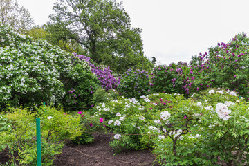 flowers in the garden