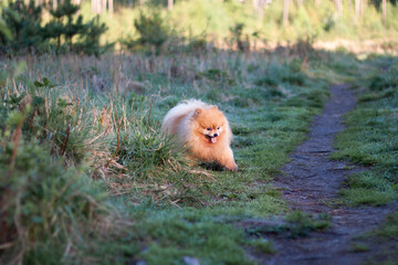 Little red funny fluffy dog Pomeranian runs out of the grass on the path