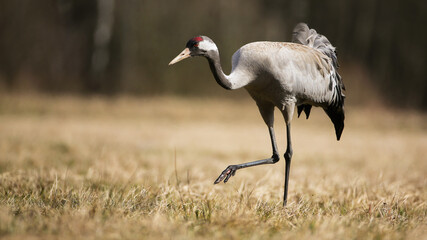 Common crane, grus grus, approaching on field in autumn nature. Long-legged grey bird walking on dry meadow in fall season. Feathered animal moving on grass.