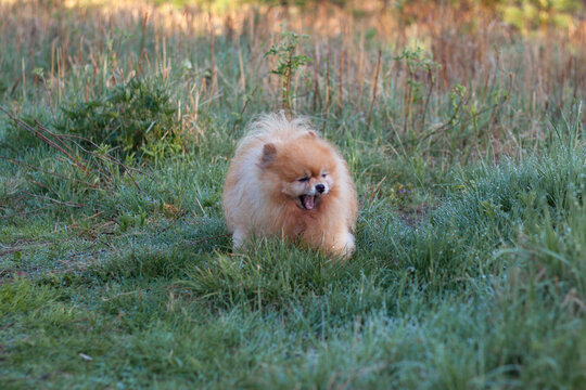 A small red fluffy dog Pomeranian stands on the grass in the morning and yawns, his mouth wide open, around the dew