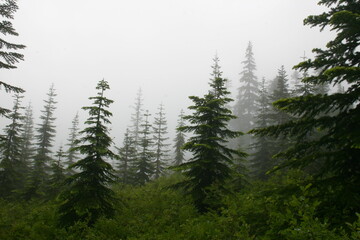Pine  Fir Trees on a Mountain Slope Covered in a Cloudy Fog