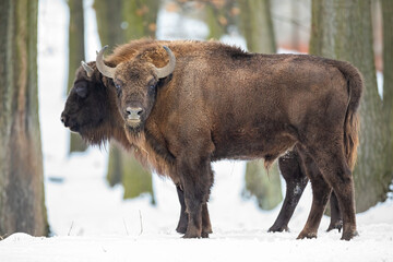 Pair of european bison, bison bonasus, grazing in wilderness in wintertime. Two wild bulls standing in the forest in snow. Big animals with brown fur and curved horns in nature.