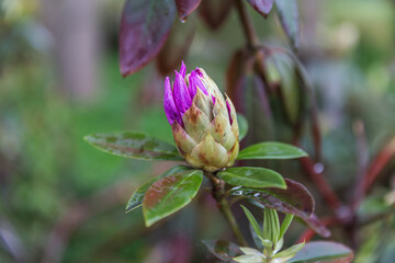 pink and yellow flower