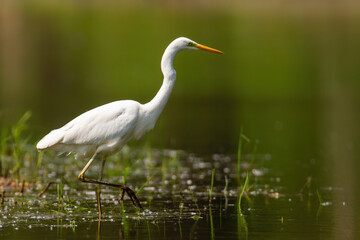 Adult great egret, ardea alba, hunting in the lake with one leg up on sunny day. Heron with white...