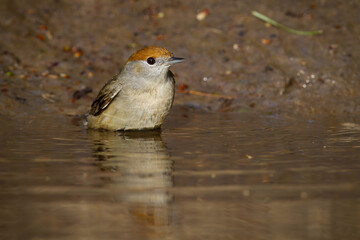 Female of eurasian blackcap, sylvia atricapilla, bathing in water in summer. Reflection of little brown bird washing in the water. Small creature sitting in the wetland in summertime.