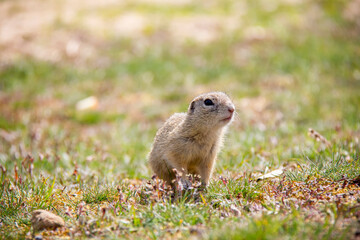 Naklejka na ściany i meble European Ground Squirrel on a field, Spermophilus citellus, Czech Republic
