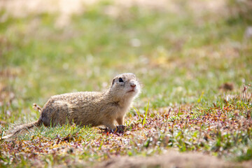 Naklejka na ściany i meble European Ground Squirrel on a ground, Spermophilus citellus, Czech Republic