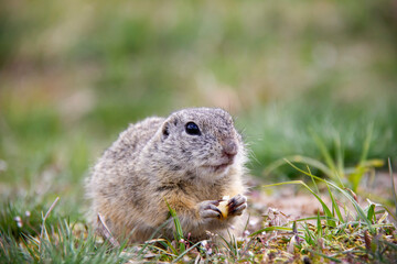 European Ground Squirrel sitting on a meadow, Spermophilus citellus, Czech Republic