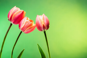 Beautiful trio of tulip flowers on abstract sunrise background