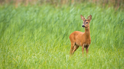 Naklejka na ściany i meble Young roe deer, capreolus capreolus, looking on green field with copy space. Immature buck standing in long grass in panoramic view. Male antlered mammal observing on meadow.
