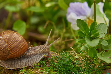 Grape snail on a stone, on a blurred background.