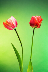 Beautiful pair of tulip flowers on abstract sunrise background