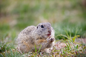 Naklejka na ściany i meble Eating uropean Ground Squirrel, Spermophilus citellus, Czech Republic