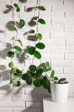 Indoor Plant Hoya In White Ceramic Pot, Climbing On White Brick Wall. Urban Jungle Concept. Vertical Image