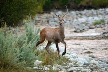 Curious red deer, cervus elaphus, approaching on riverbank in wet nature. Young stag looking to the camera on rocks by river. Immature antlered mammal standing with leg up.