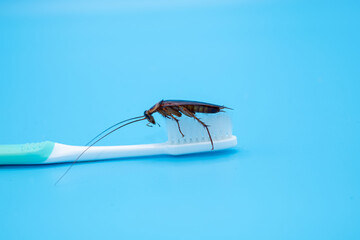 Cockroach on toothbrush isolated on blue background.