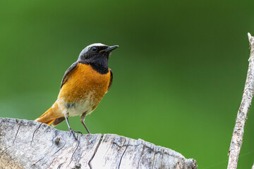 Gartenrotschwanz (Phoenicurus phoenicurus) Männchen