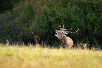 Young red deer, cervus elaphus, roaring on meadow in rutting season. Juvenile stag calling on field in autumn. Anltered mammal bellowing in green nature.