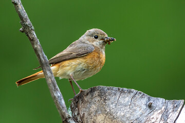 Fototapeta premium Gartenrotschwanz (Phoenicurus phoenicurus) Weibchen