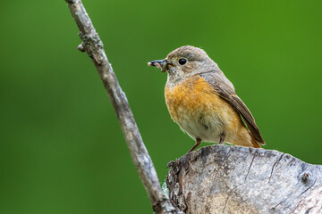 Gartenrotschwanz (Phoenicurus phoenicurus) Weibchen