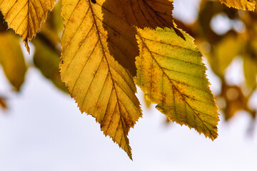 Feuilles lumineuses colorées d'automne se balançant dans un arbre dans le parc d'automne. Fond coloré d'automne, toile de fond d'automne