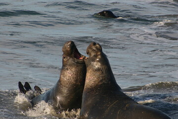 Male Bull Sea Elephants at the San Simeon Rookery in California Protecting the Territory and Cows