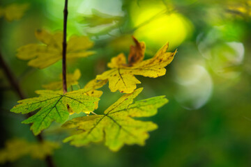 Obraz na płótnie Canvas Feuilles lumineuses colorées d'automne se balançant dans un arbre dans le parc d'automne. Fond coloré d'automne, toile de fond d'automne
