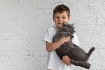 A large gray British shorthair cat in the arms of a dark-haired cute boy in a white T-shirt on a light background. Taking care of pets. The concept of the relationship between children and animals.