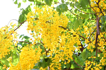 Obraz premium Golden Shower Tree, Cassia fistula beautiful yellow flowers and green leaves of Thailand in the garden. Focus on leaf and shallow depth of field.