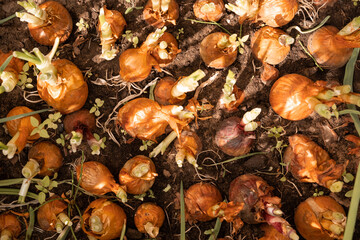 Rows of onion plants growing in a greenhouse, top view. Harvest season onion plantations in the vegetable garden. Agriculture