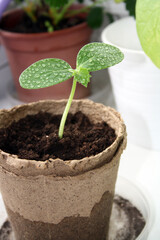 Young cucumber sprout grown from seed. Seedlings of vegetables on the window.