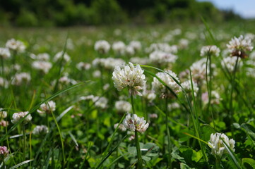 Obraz premium シロツメグサ