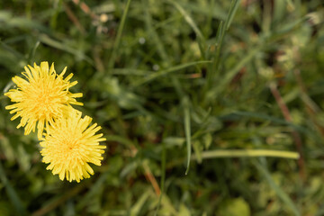 Background of yellow dandelions on green grass in spring. The concept of spring, flowering resty.