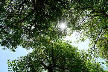 View under of the tree small leaves and branches spread over the blue sky background.