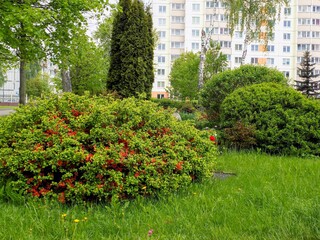 Japanese quince with partially loose flowers and buds