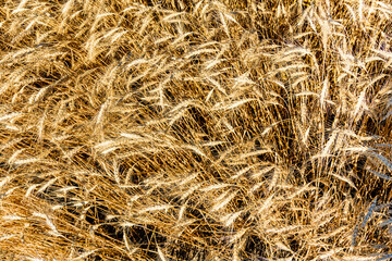 Backdrop of ripe wheat. Agricultural concept