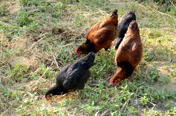 bunch the black orange hens eating grains in the garden.