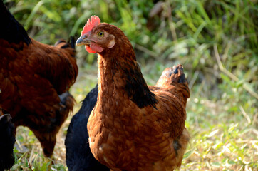the orange color hen stand and sea the front in the garden.