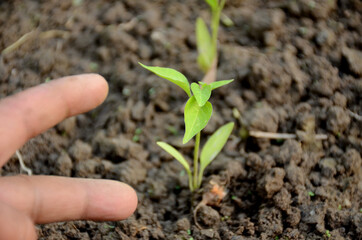 chilly plant soil heap with fingers over out of focus green background.