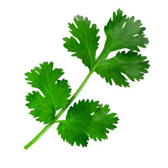Fresh green vegan vitamin parsley . Top view. Isolated on white background.