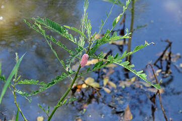 Closeup of Pink Snail Eggs (Pomacea canaliculata) on top of the trees in the pond or river with natural background at Thailand.