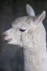 Obraz premium alpaca portrait on gray background