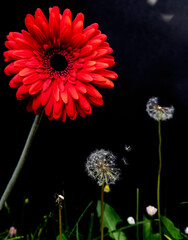 A large red gerbera above two dandelion flowers from which some spores fly away on a dark background