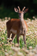 Young male of red deer, cervus elaphus, eating on poppy field in summer alone. Alert stag with small antlers chewing in vertical composition. Attentive mammal grazing and facing camera on sunny day on