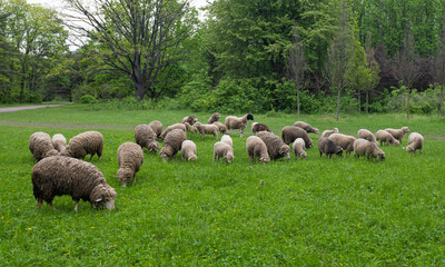 flock of sheep grazing in the spring