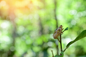 Close up of Cicada molting on the tree with nature background in the garden at Thailand.